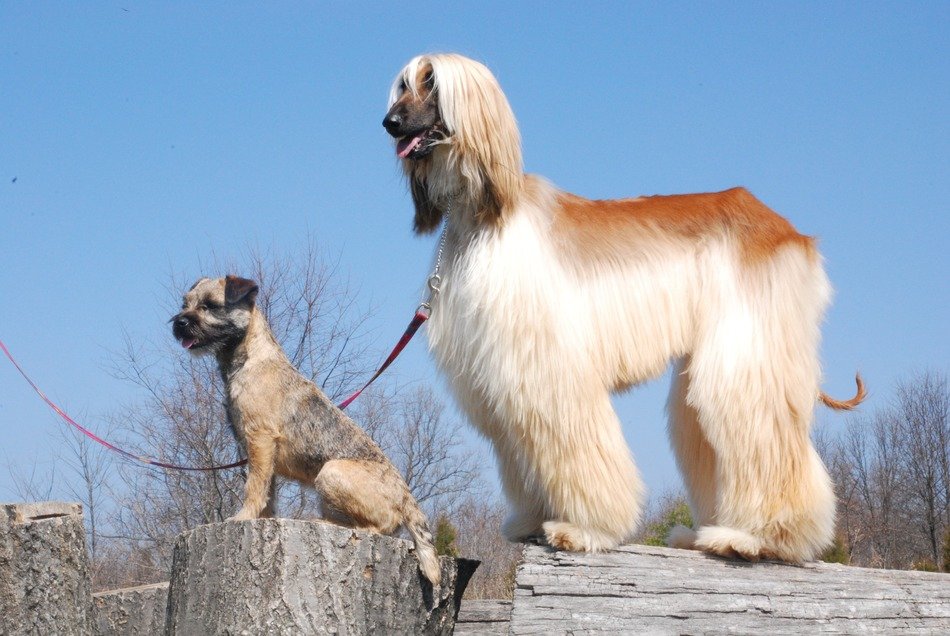 Afghan Hound and Border Terrier in the countryside
