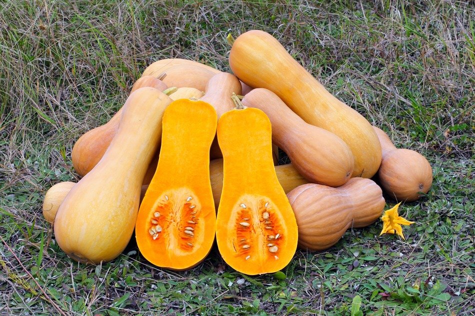 butternut squash outside