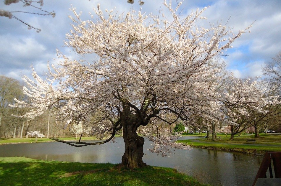 beautiful cherry tree in the park