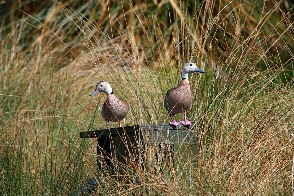 two ringed teals ducks at top of birdhouse in grass