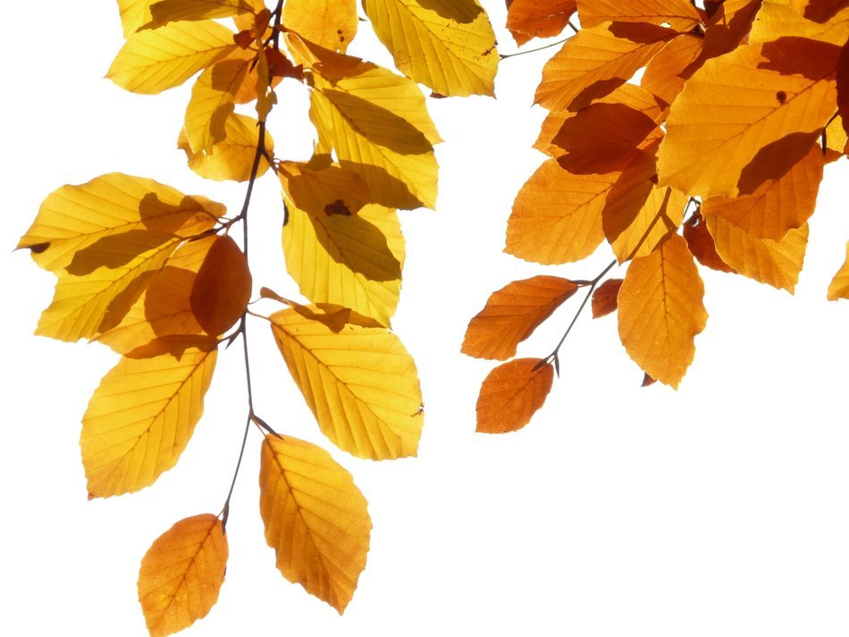 yellow leaves beech on a light background