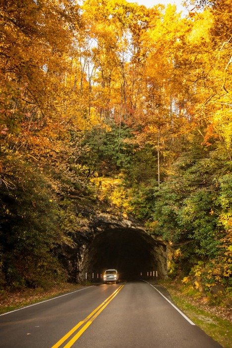road in a tunnel of trees