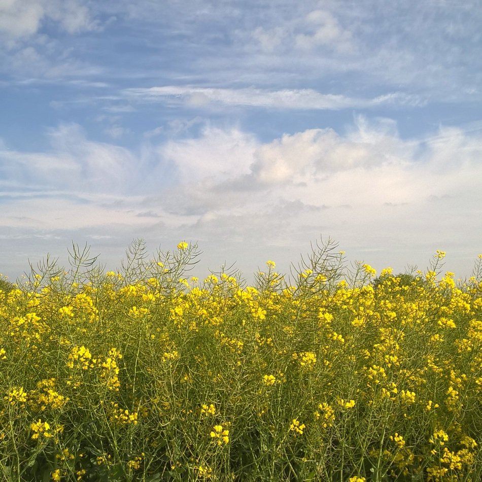 sky with white clouds over a rape field