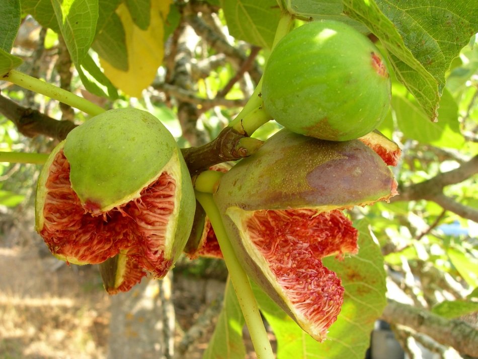 ripe figs on the tree in Mallorca