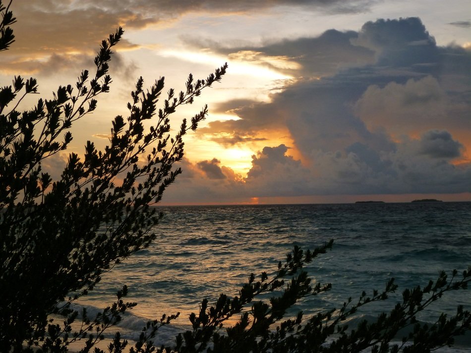 landscape of Leaves silhouettes near water