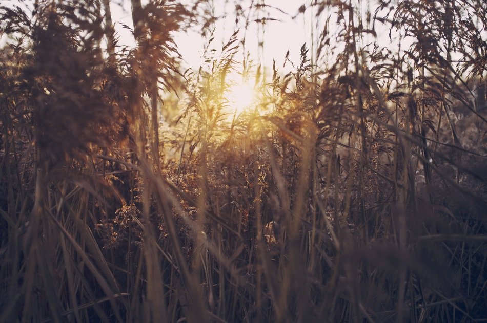 The sun behind the grass in the pasture