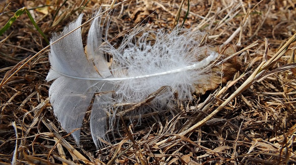extraordinary feather bird