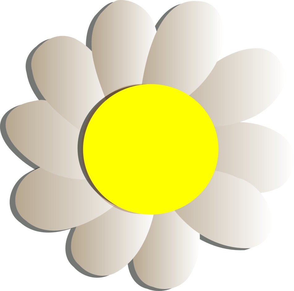 graphic image of chamomile with white petals