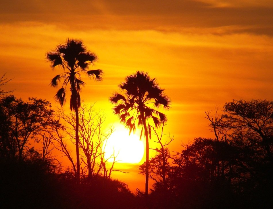 Sunset on the trees in Africa