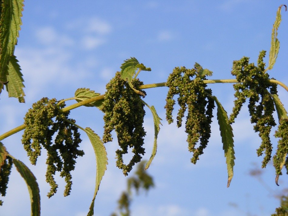 green ripe seeds of nettle on a branch