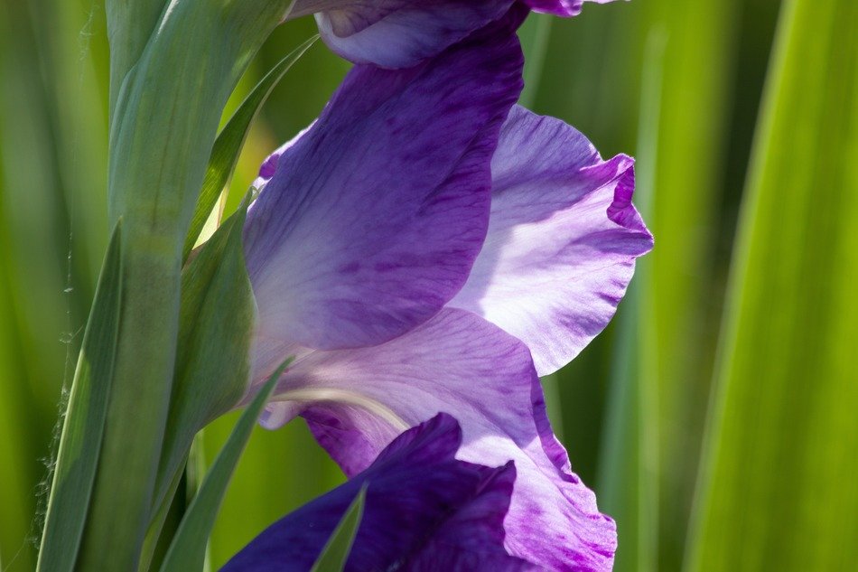 violet gladiolus sword flower bloom