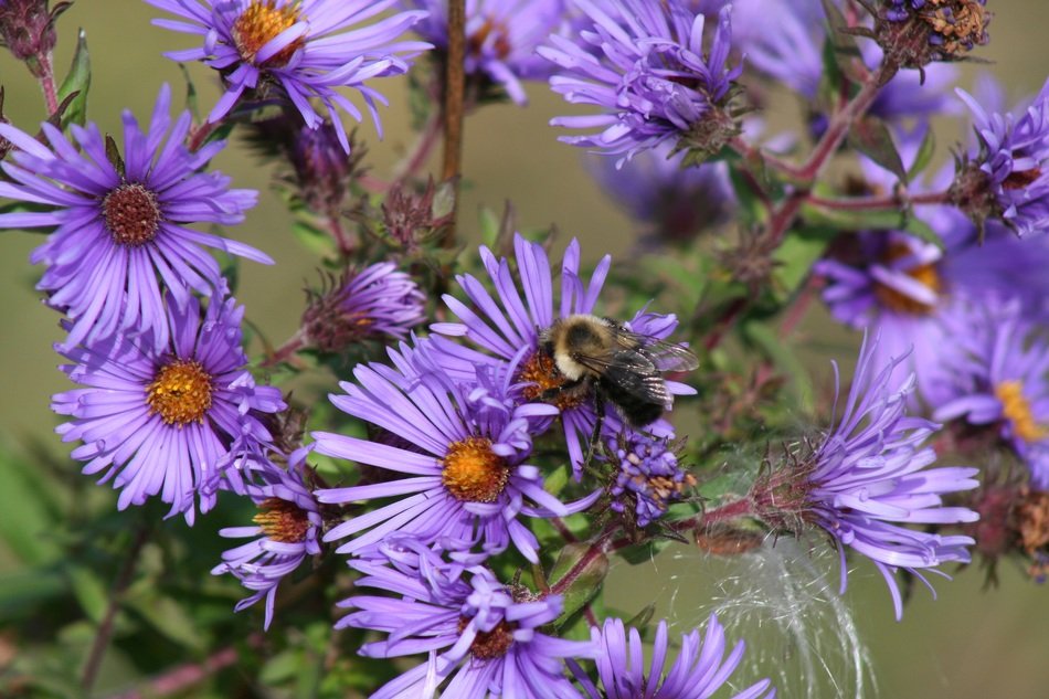 Picture of the bee and flowers