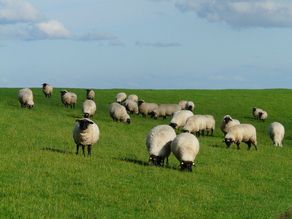 flock of sheep on green grass near the north sea