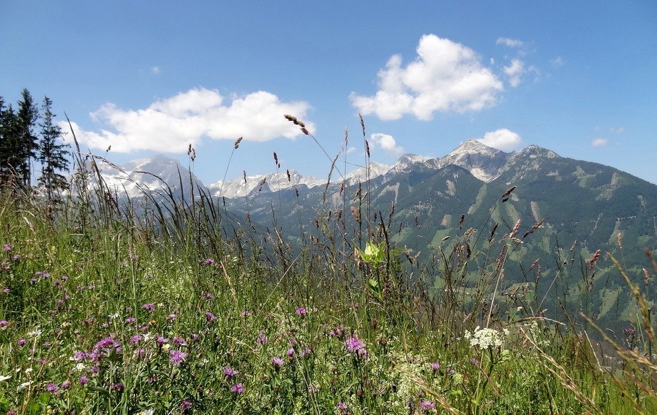 blooming wild meadow on a background of a mountain in Upper Austria