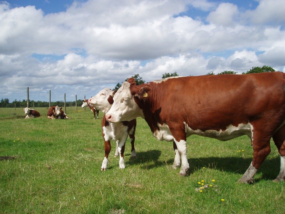 Herefords on the farm