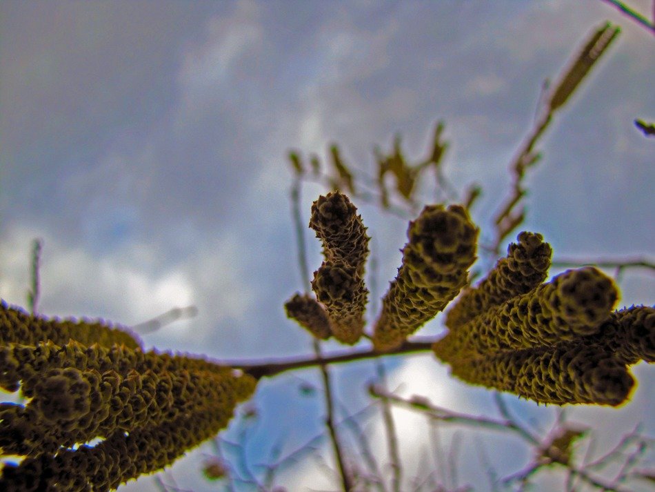 Yellow plant under clouds