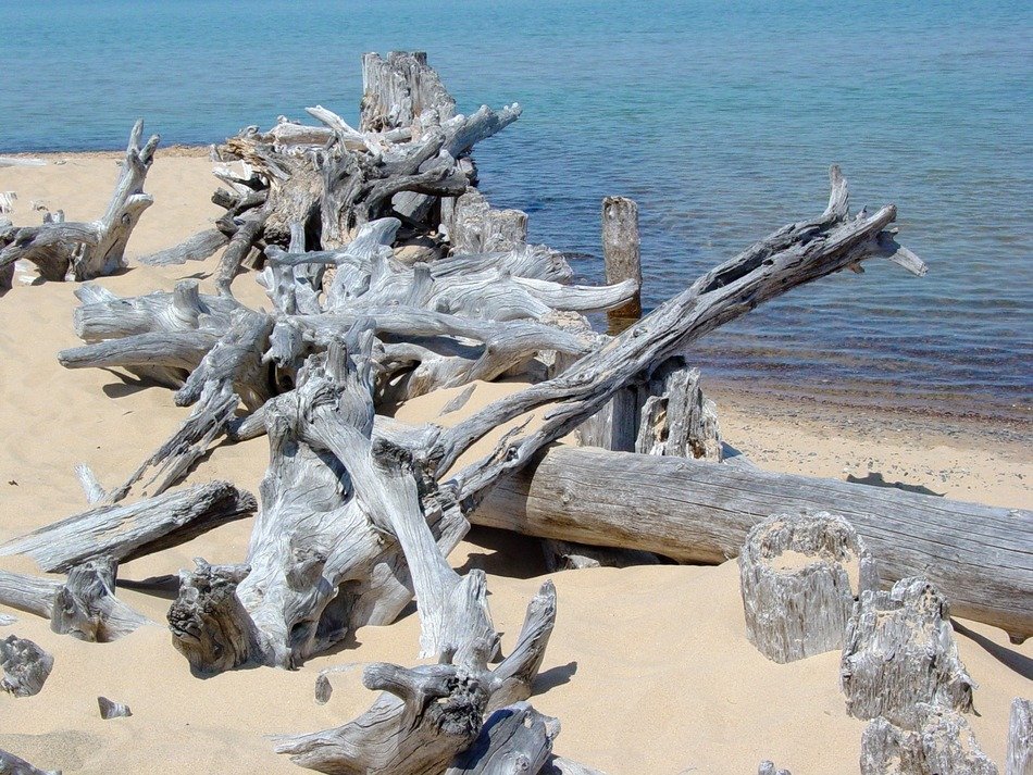 Picture of the driftwoods on a beach