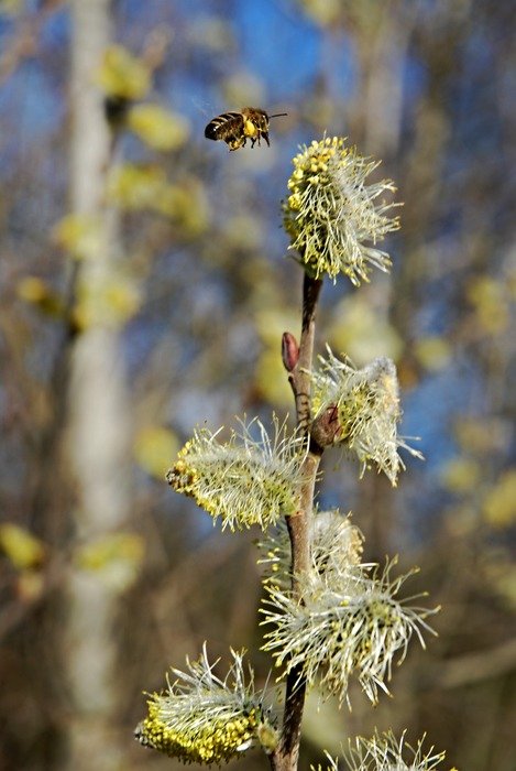 amazing bee insect