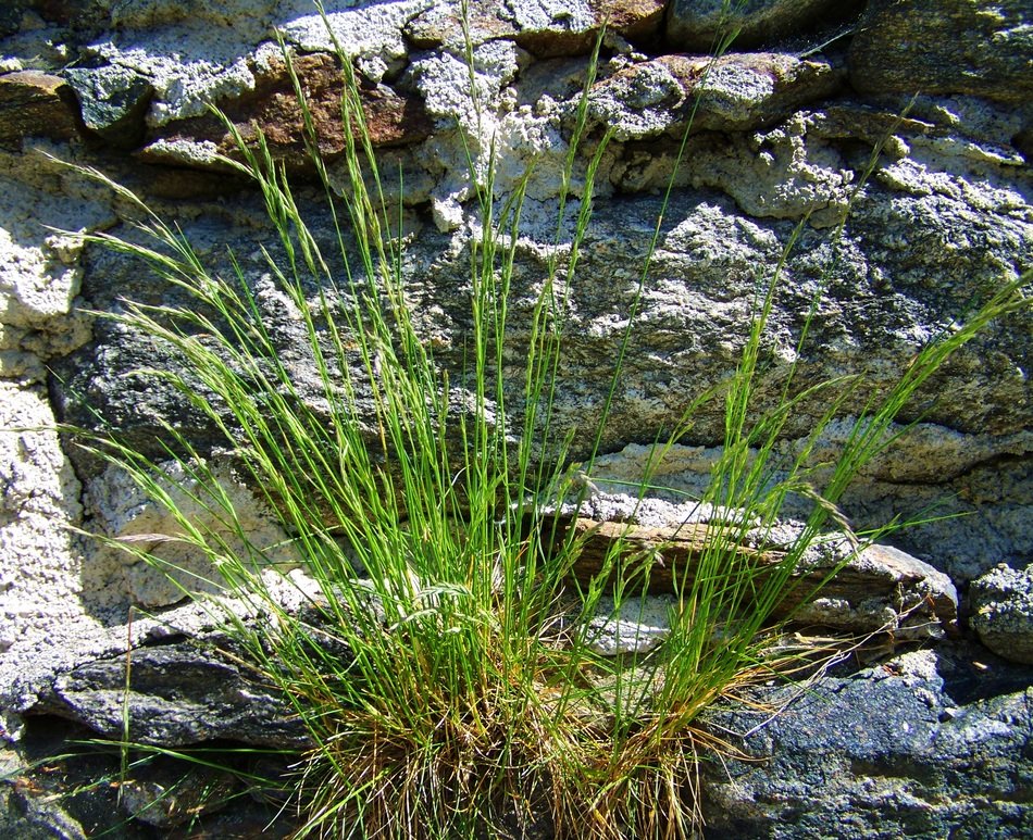 green tussock among stones close-up