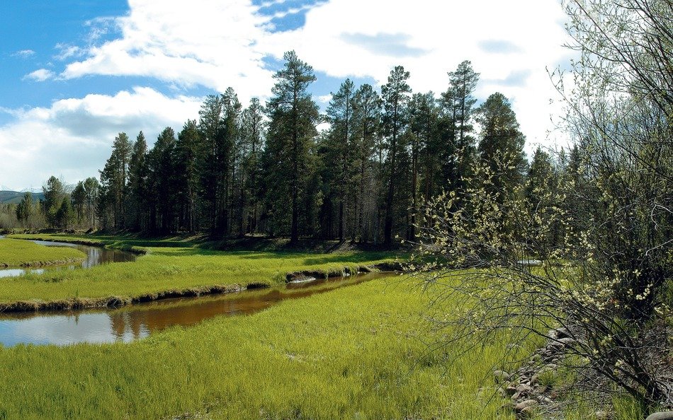 channels in front of forest at spring