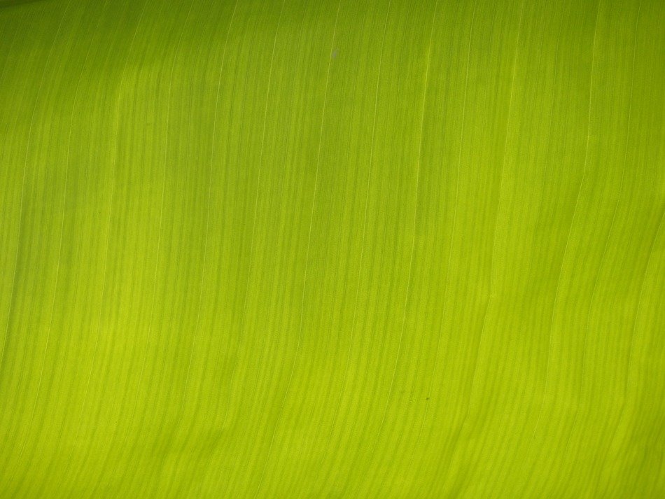 wallpaper with banana leaf texture