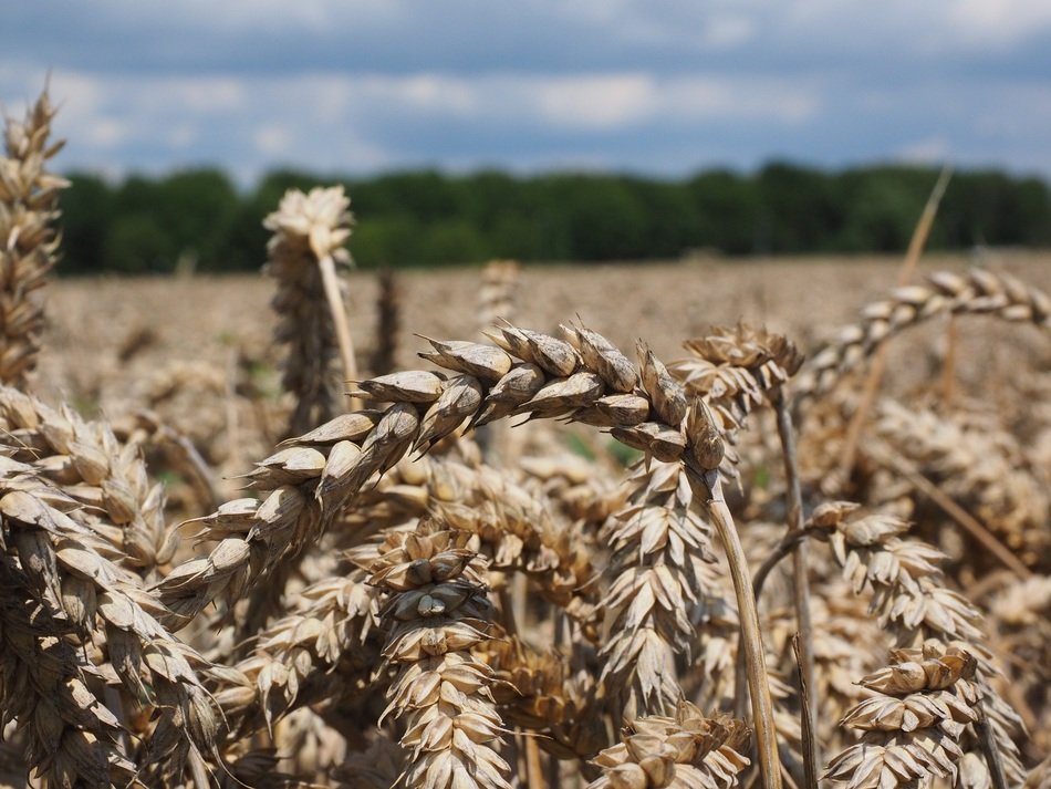 ripening wheat spikes