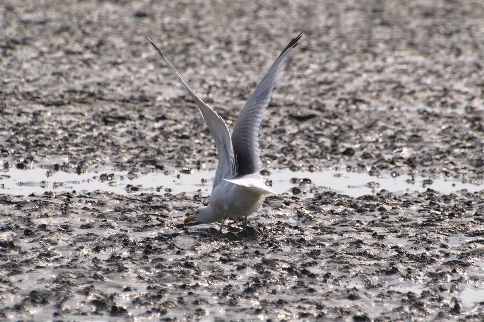 gull in search of crabs
