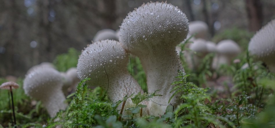 bovist mushrooms forest