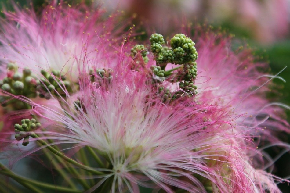 Picture of the pink blossoms