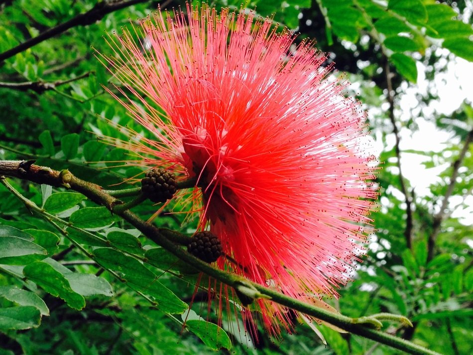 Red exotic flower in the forest