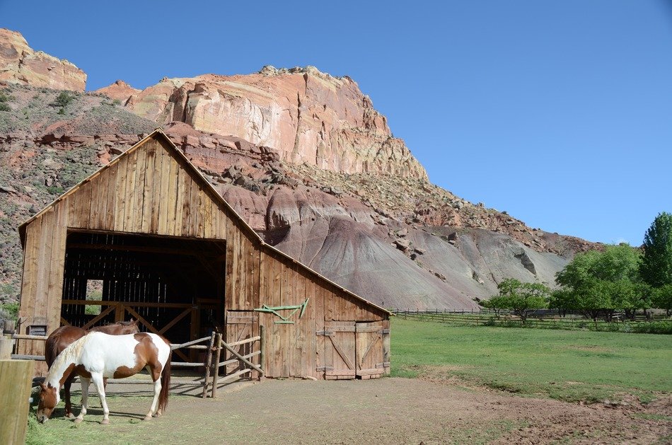 horses near the barn by the rock