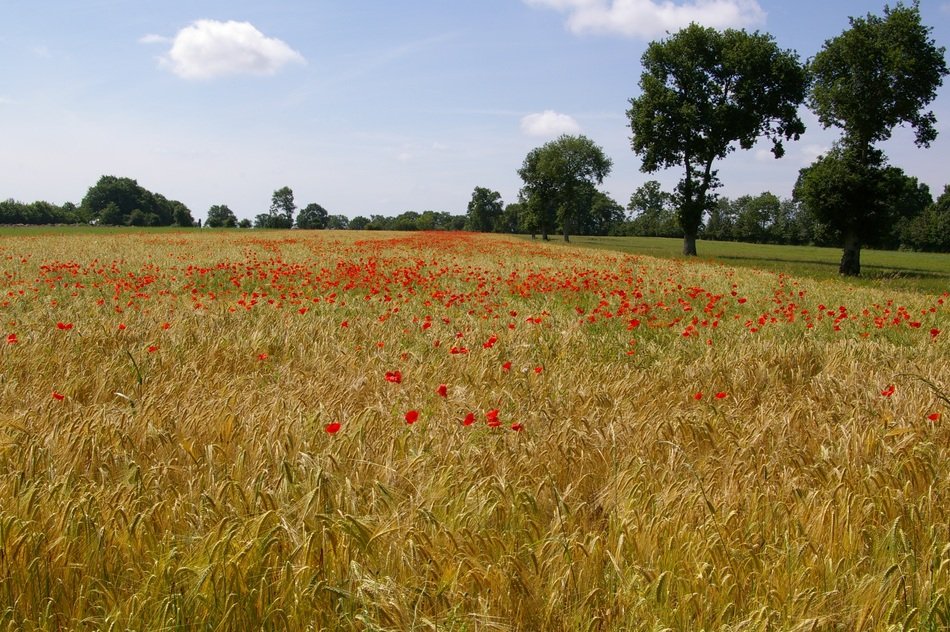 Fields of the barley