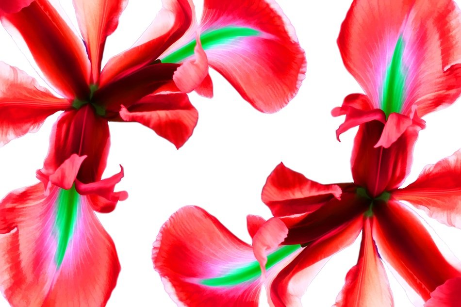 two red iris flowers at white background