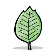 Cartoon Leaf N31