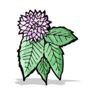 flower and leaf illustration