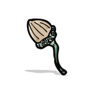 cartoon acorn N11