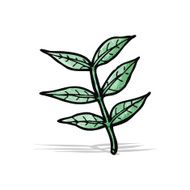 Cartoon Leaf N37