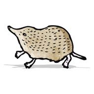 shrew illustration