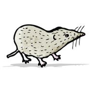 shrew illustration N2