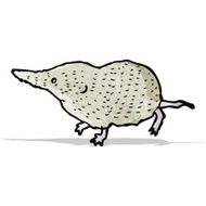 shrew illustration N3