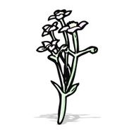 wild flowers cartoon N3