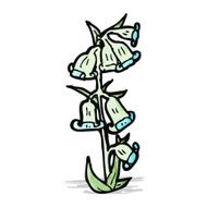 wild flowers illustration