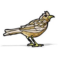 garden bird illustration
