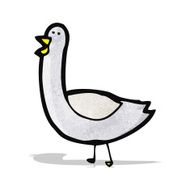 Cartoon Pigeon N9