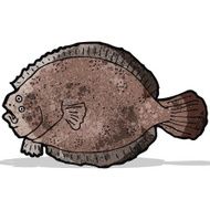 flat fish illustration