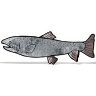 Fish Illustration N9