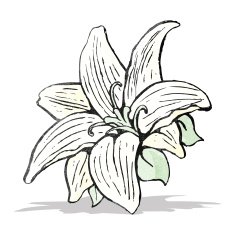 flowers drawing N3