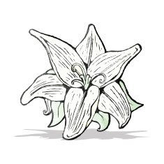 flowers drawing N4