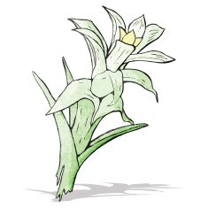 flowers drawing N7