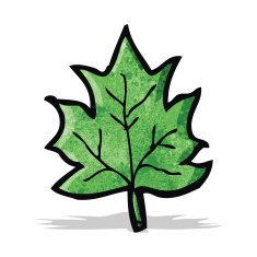 Cartoon Leaf N30